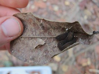 Media type: image;   Invertebrate Zoology 46445